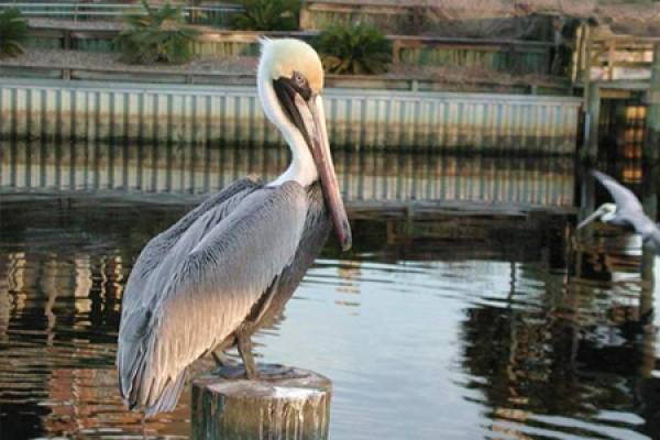 Cape San Blas Parks and Wildlife Cape San Blas Parks and Wildlife