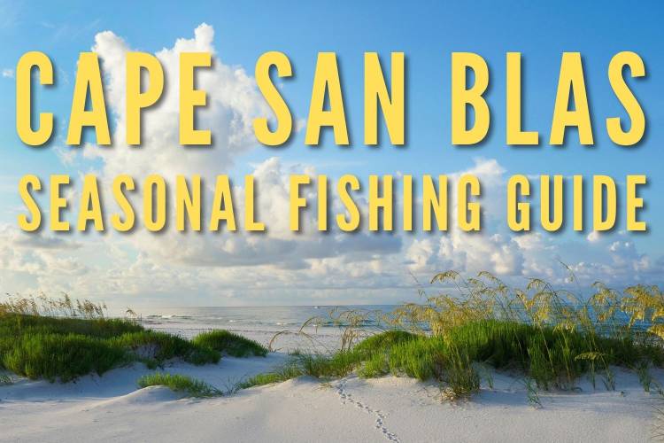 Cape San Blas Seasonal Fishing Guide