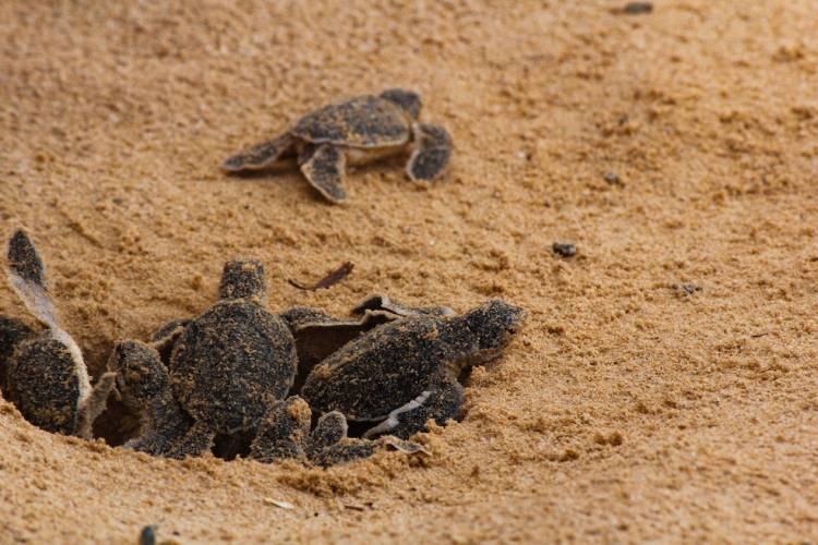 cape san blas turtle nesting season