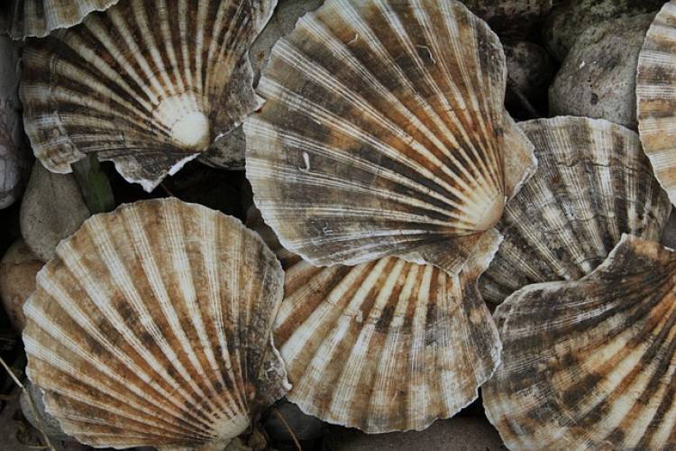 Scallop Season Cape San Blas 2025