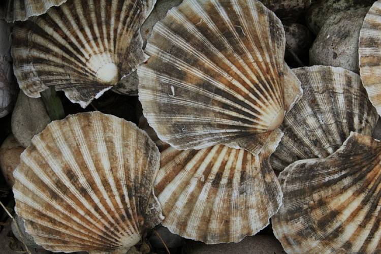 Scallop Season