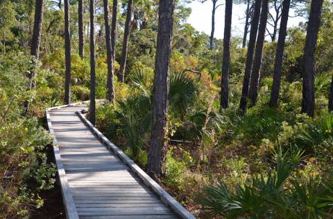Hammock Trail on Cape San Blas