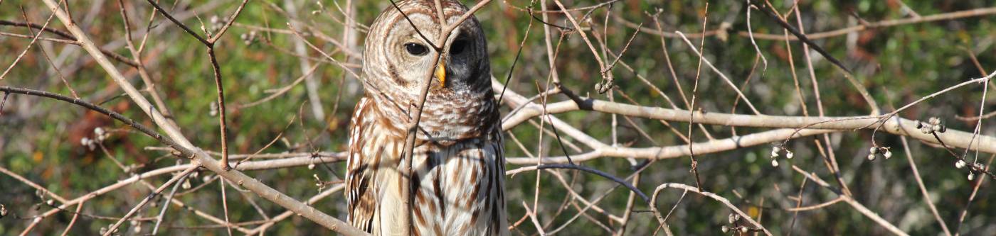 Cape San Blas Owl