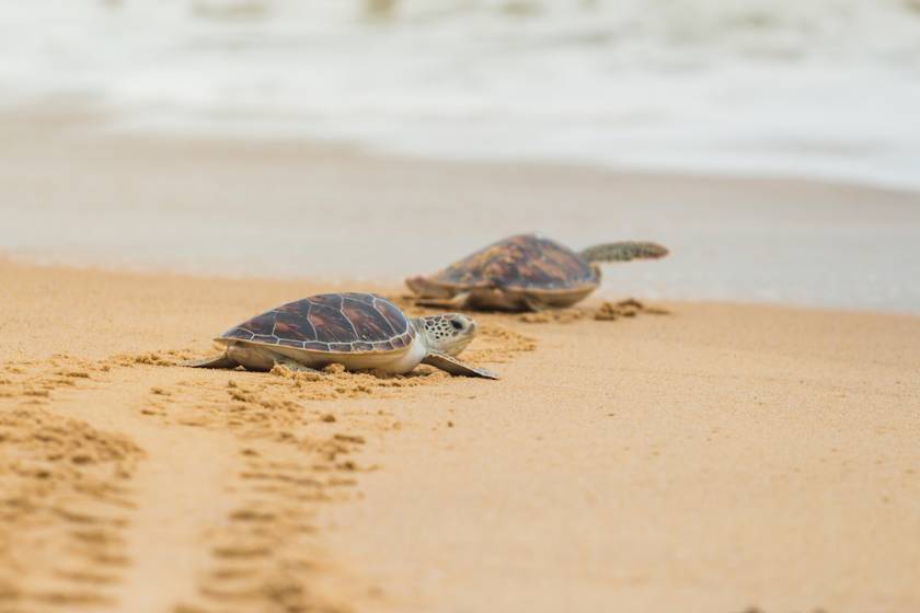 sea turtle nesting season in cape san blas